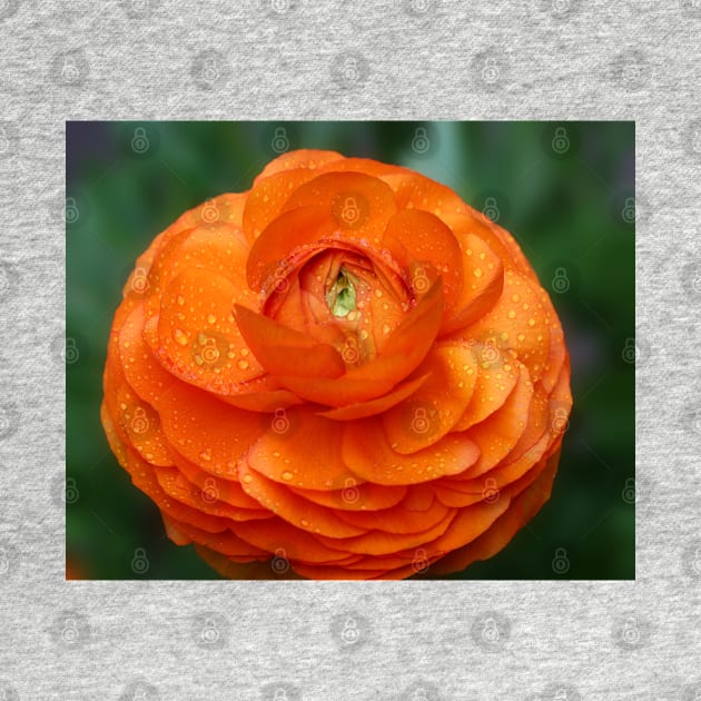 Orange Ranunculus by ikshvaku